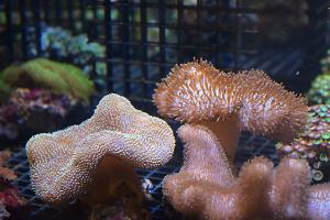 Leather Coral Thumbnail