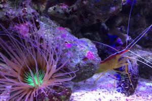 Tube Anemone Thumbnail