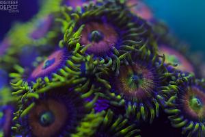 Yellow Brick Road Zoas Thumbnail