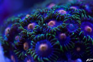 Eye of Rah Zoas Thumbnail