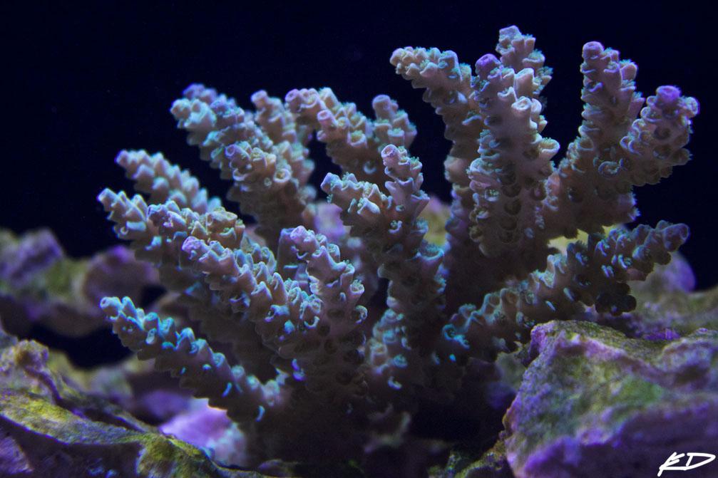 Acropora Vermiculata / Acropora vermiculata 6