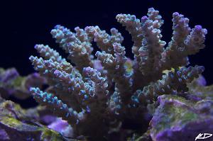 Acropora Vermiculata Thumbnail