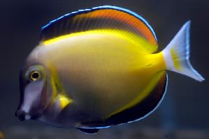 Powder Brown Tang Thumbnail