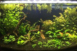 Ted's 46 USG Planted Tank Thumbnail