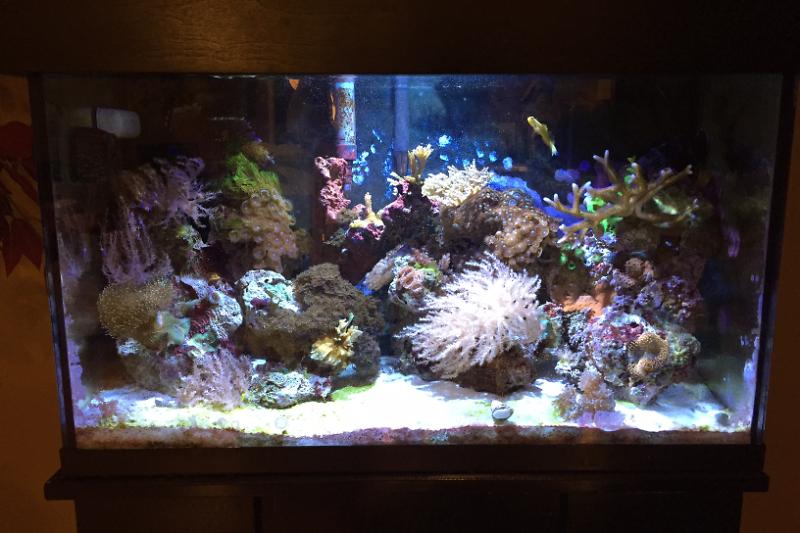 Reef 29 Thumbnail