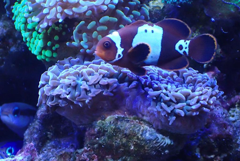 Hammer is hosting the Lightning Maroon Clownfish