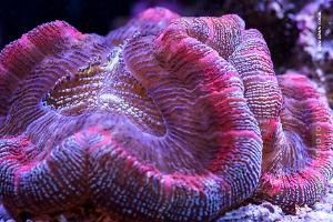 Open Brain Coral Thumbnail