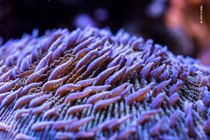 Plate Coral Short Tentacle Thumbnail