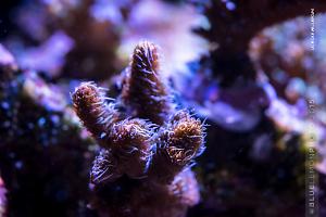 UC Half Pink millepora Thumbnail