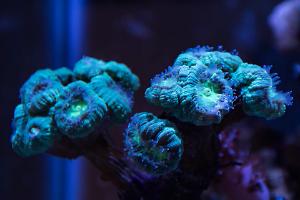 Candy Cane Coral Thumbnail