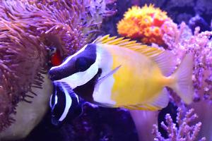 Foxface Rabbitfish Thumbnail