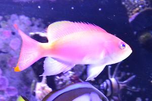 Bartlett's Anthias Thumbnail