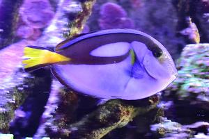 Yellow Belly Regal Blue Tang Thumbnail