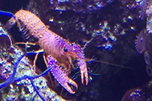 Debelius' Reef Lobster Thumbnail