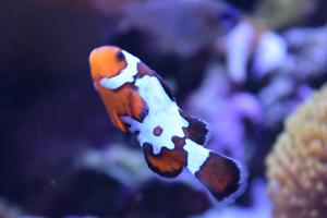 snowflake clownfish Thumbnail