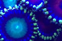 Assorted Zoas Thumbnail