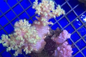 Tree Coral Thumbnail