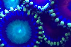 Assorted Zoas Thumbnail