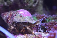 Green hermit crab Thumbnail