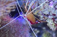 Red Line Cleaner Shrimp Thumbnail