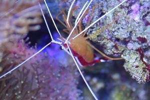 Red Line Cleaner Shrimp Thumbnail