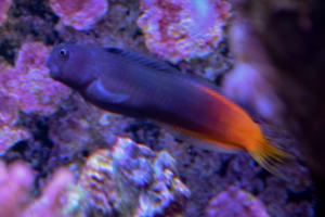 Bicolor Blenny Thumbnail