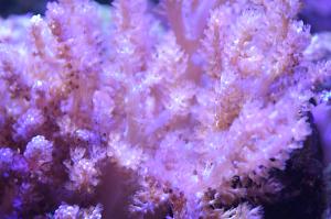 Tree Coral Thumbnail