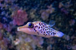 Papuan Toby Puffer Thumbnail