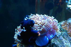 Midnight Ocellaris Clownfish