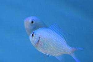 Green Chromis Thumbnail