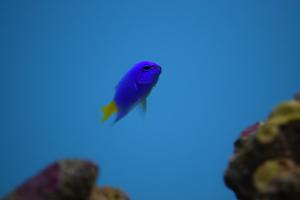 Blue and Gold Damselfish Thumbnail