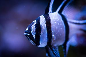 Banggai Cardinalfish Thumbnail