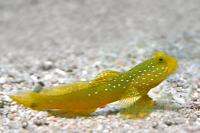 Yellow Watchman Goby Thumbnail