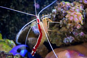 Red Line Cleaner Shrimp Thumbnail