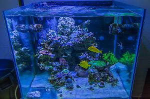 93 Gallon Cube Reef Thumbnail