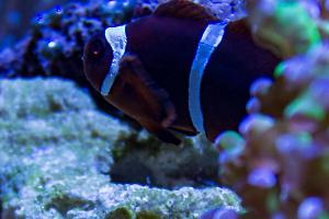 Maroon Yellow Stripe Clownfish Thumbnail