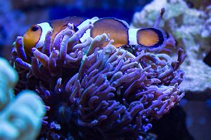 Ocellaris Clownfish Thumbnail