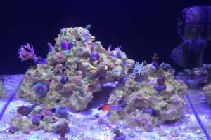 Nano Reef Thumbnail