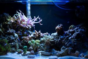 Fluval edge pico reef Thumbnail