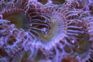 Zoanthid Thumbnail