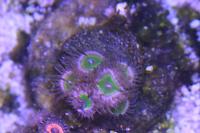 Pink Hippo Zoa Thumbnail