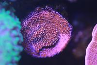 Mystic Sunset Montipora Thumbnail