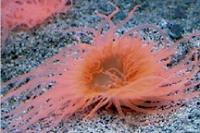 Tube Anemone Thumbnail