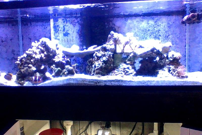 75g REEF Thumbnail