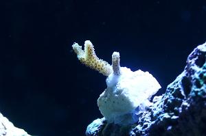 Birdsnest Coral Thumbnail