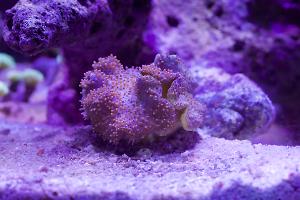 Toadstool Mushroom Leather Coral Thumbnail