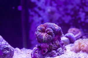 Lobophyllia Brain Coral Thumbnail