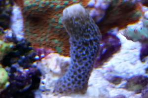 Branched Montipora Coral Thumbnail