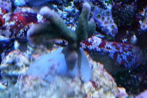 Branched Montipora Coral Thumbnail