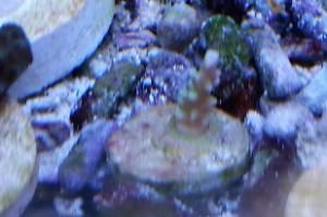 Acropora Aculeus Thumbnail